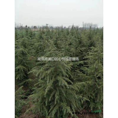 22公分香樟價格 25公分香樟價格