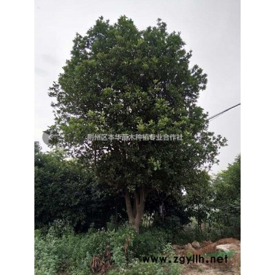 湖北荊州香樟，欒樹，廣玉蘭，枇杷，樸樹等綠化喬木大量供應(yīng)