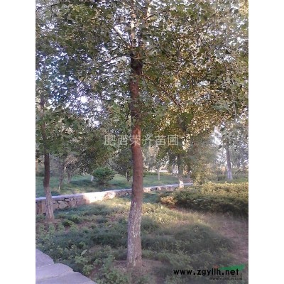 廣玉蘭圖片\廣玉蘭報(bào)價(jià)