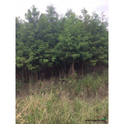 大量供應(yīng)中山杉，落羽杉，池杉，水杉，女貞，香樟，等大小喬木，