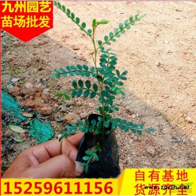 福建香樟價格 精品香樟報價 優質大規格香樟行情 漳州香樟價格