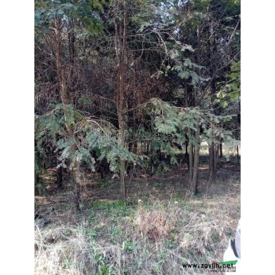 廣玉蘭8-25公分報價/安徽廣玉蘭8-25公分報價