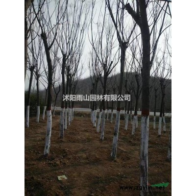 精品急售一批廣玉蘭，現(xiàn)貨量大