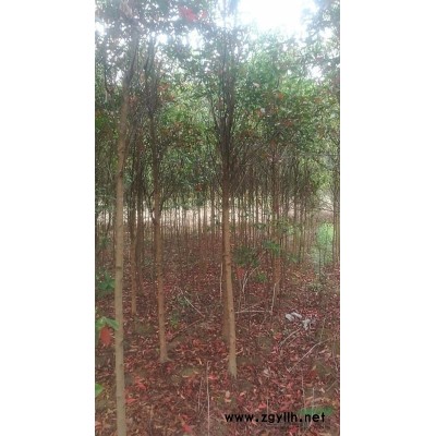 1-3公分楓香，木荷，杉木，杜英，香樟