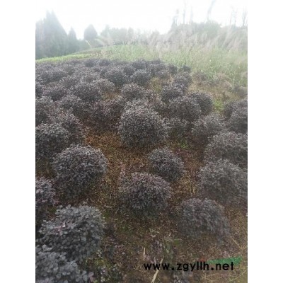 平哥苗木基地供應(yīng)香樟小苗