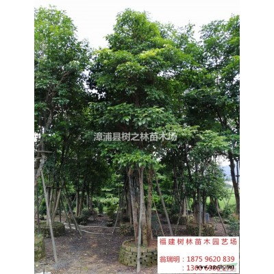 福建供應(yīng)全冠香樟2規(guī)格*