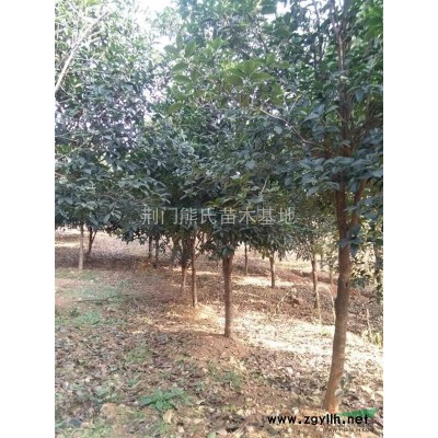 廣玉蘭，廣玉蘭價格，廣玉蘭供應(yīng)，廣玉蘭圖片，2014年廣玉蘭