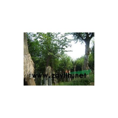 烏桕 紫薇 大葉女貞 紅葉李 香樟 重陽木 樸樹 榔榆 構樹