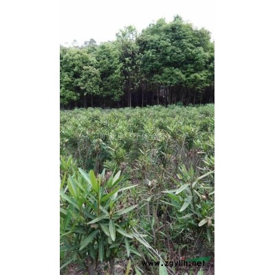 夾竹桃地苗.樹苗，香樟樹，桂花樹苗等喬木。