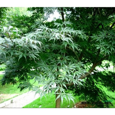 江西江西銀杏種子價格*新報價/江西銀杏種子價格圖片