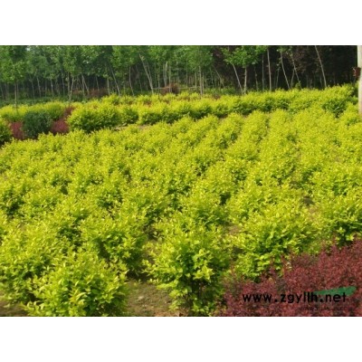 廣玉蘭（各種規格）