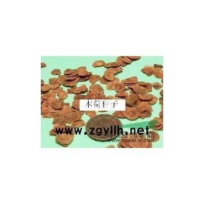 江西廣玉蘭種子信息