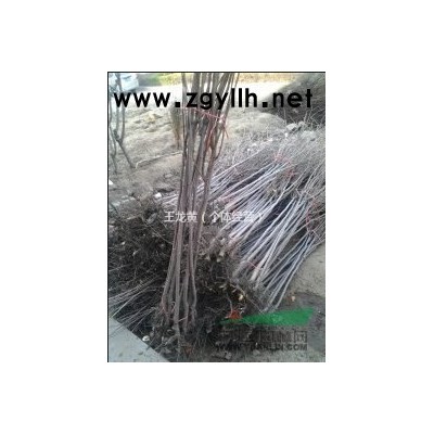 毛桃 冬青 香樟 柿子