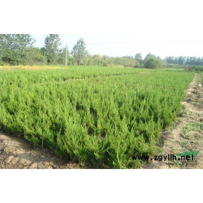 南京湯泉鎮供應 廣玉蘭 4公分 6公分 7公分 自產自銷