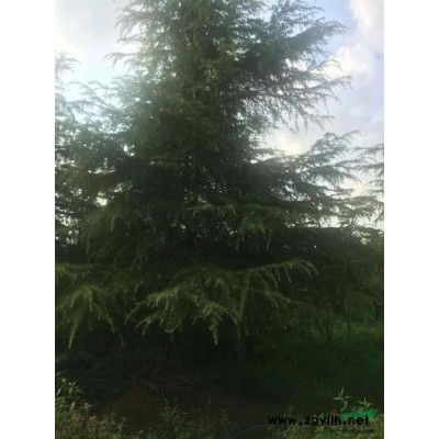 上海地區(qū)供應(yīng)香樟直徑15-30