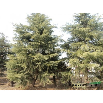 我處大量供應10-15cm香樟