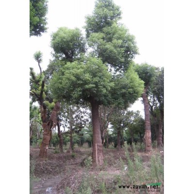 安徽廣玉蘭1/安徽廣玉蘭1供應/出售安徽廣玉蘭1