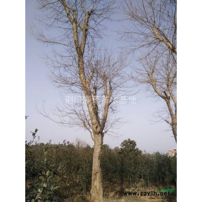 香樟，樟樹，香樟價格，香樟供應(yīng)，香樟圖片，湖北香樟價格