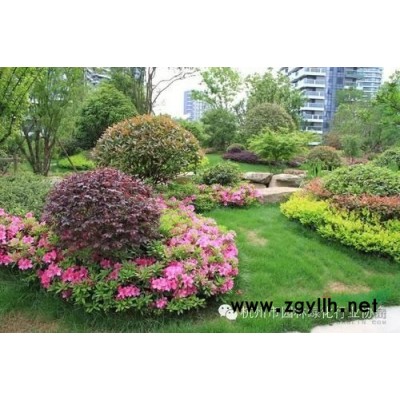 廣玉蘭樹 浦東綠化工程施工 浦東綠化養護管理 花卉租賃