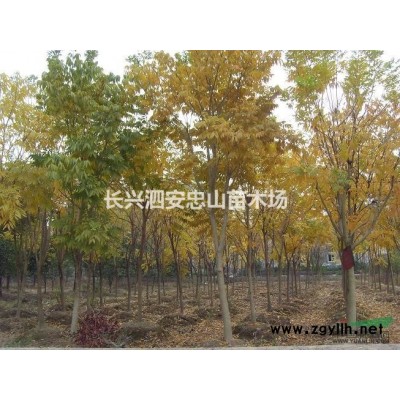 直銷香樟樹苗，香樟價格報表，香樟實(shí)地照片