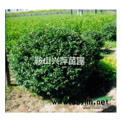 綠化用銀杏，規(guī)格*。