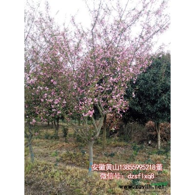 廣玉蘭  洋玉蘭（米4-38cm）安徽黃山 苗圃貨源