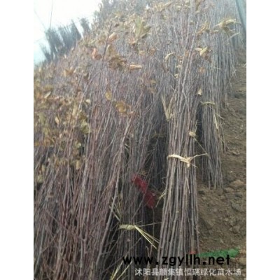 2018年江蘇香樟樹*新報價