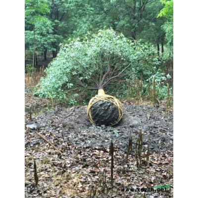 吳江區供應批量精品廣玉蘭