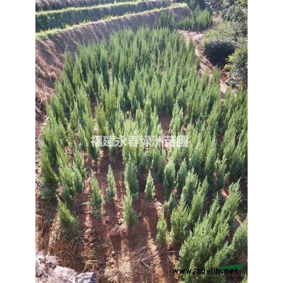 香樟袋苗價(jià)格，8公分香樟袋苗什么價(jià)格，10公分香樟多少錢