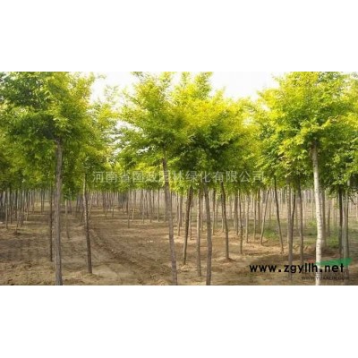 河南平頂山地區(qū)供應(yīng)5-10cm銀杏