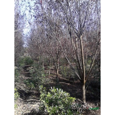 香樟圖片\香樟報(bào)價(jià)