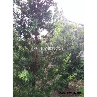 家有苗木羅漢松，櫸樹，廣玉蘭，桂花等大樹