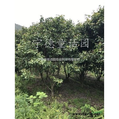 香樟樹，胸徑7-26公分香樟樹