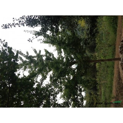 貴州各類規格銀杏供應