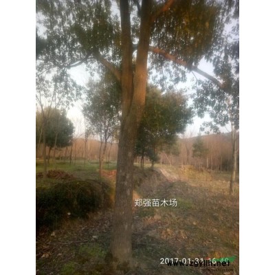 供應(yīng)13--18公分香樟