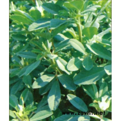 元寶楓、銀杏、花葉木槿