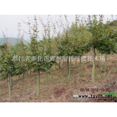 各種規格的廣玉蘭