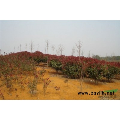 廣玉蘭、廣玉蘭精品、廣玉蘭圖片