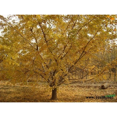 廣玉蘭*新價格/廣玉蘭報價