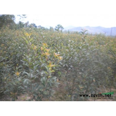 廣玉蘭*新價格/廣玉蘭報價