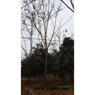 供應湖北精品移栽全冠香樟