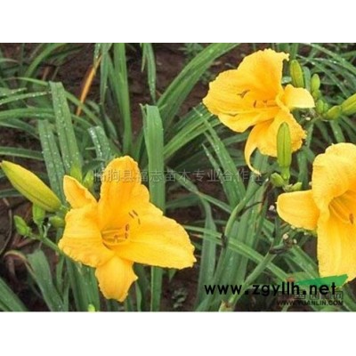 山東銀杏*新報價/銀杏圖片