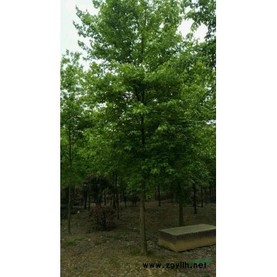 安徽精品香樟介紹/特征/用途