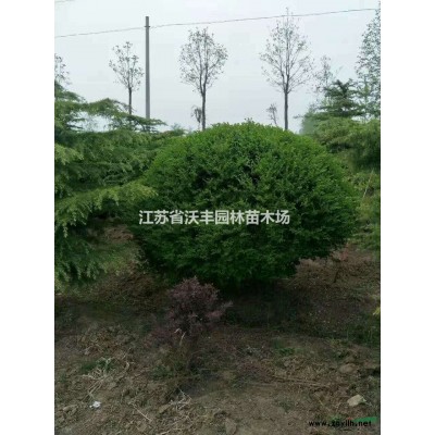 香樟價格信息10-50全冠精品香樟，小苗，定桿2-5年冠香樟