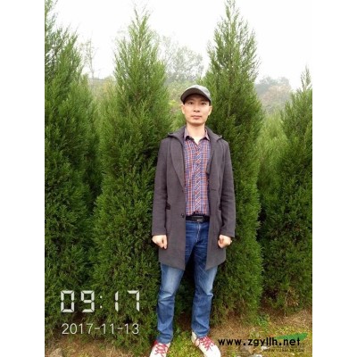 供應(yīng)1-2.5公分的銀杏苗