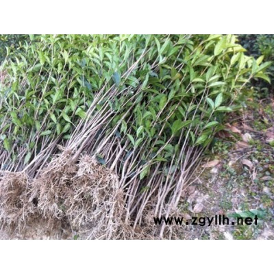 出售各規(guī)格的桂花苗、桂花樹、盆栽桂花、楠竹、楠竹種、香樟、紅