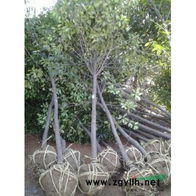 廣玉蘭報價/安徽廣玉蘭報價