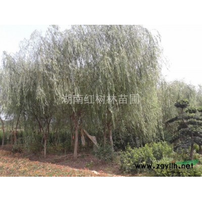 湖南廣玉蘭、湖南廣玉蘭價格行情、各規格廣玉蘭