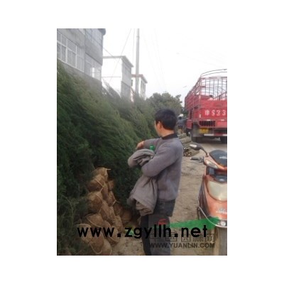 廣玉蘭樹價格廣玉蘭價格