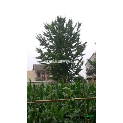 供應湖北山東特大精品銀杏